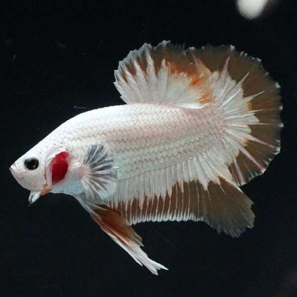 画像3: HMPK プラチナイエロードラゴン スノー上物 (3)