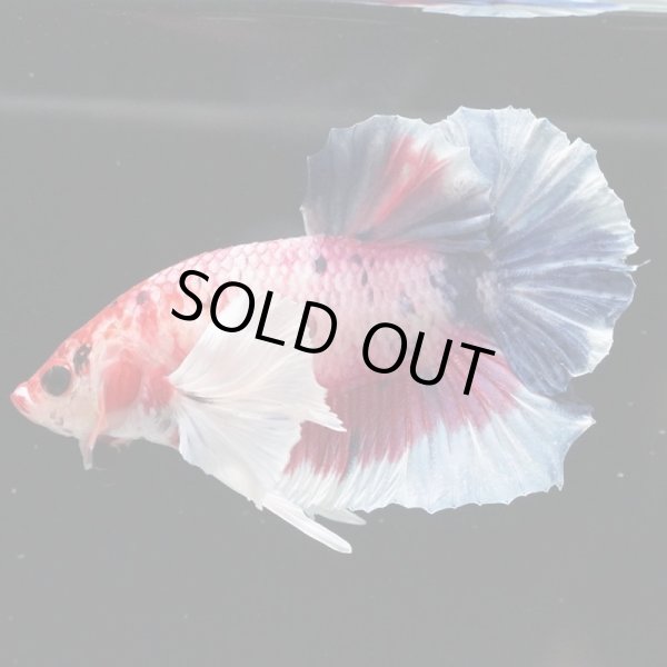 画像5: HMPK　ファンシーダンボ (5)