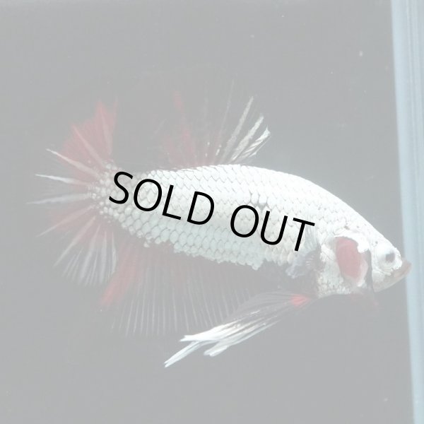 画像3: HMPK ブラックレッドドラゴン (3)