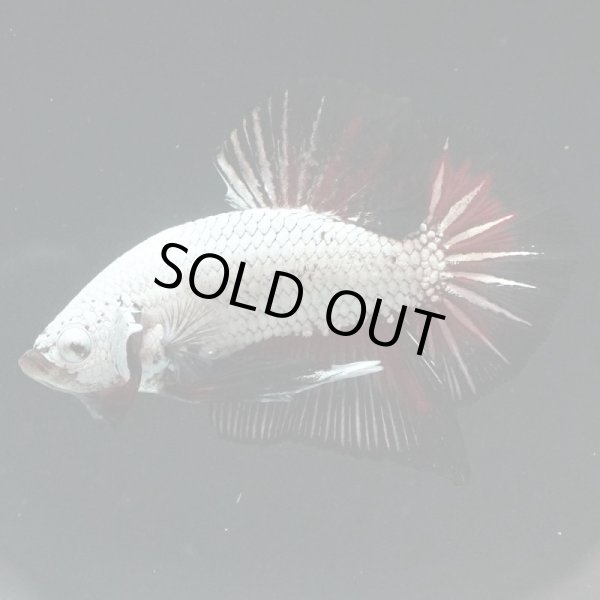 画像2: HMPK ブラックレッドドラゴン (2)