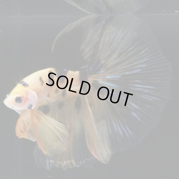 画像3: HM 鯉イエロー (3)