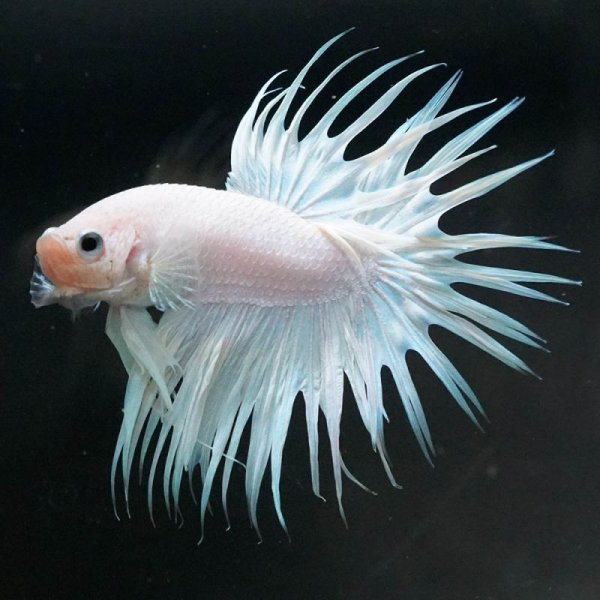 画像5: CT プラチナホワイト (5)