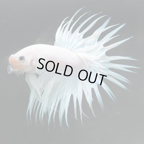 画像4: CT プラチナホワイト 上物 (4)