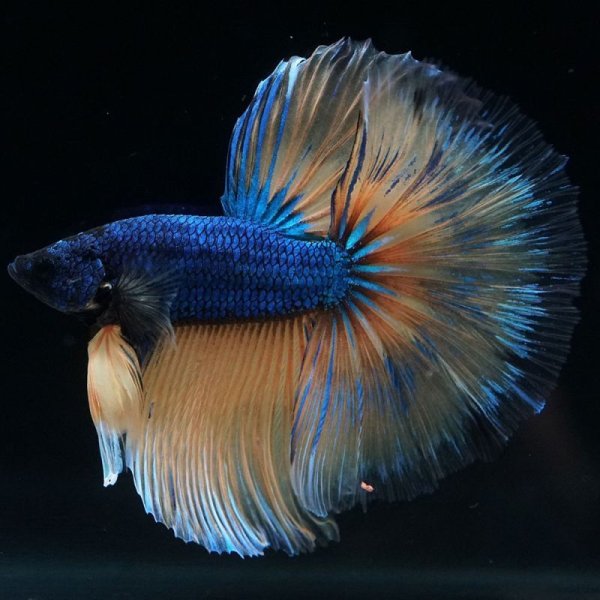 画像2: HM マスタード (2)