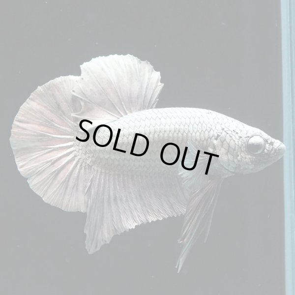 画像3: HMPK カッパー (3)