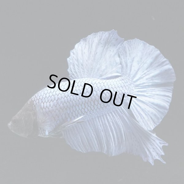 画像2: HMPK ブルー (2)