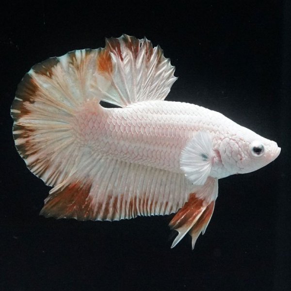 画像2: HMPK プラチナイエロードラゴン スノー上物 (2)