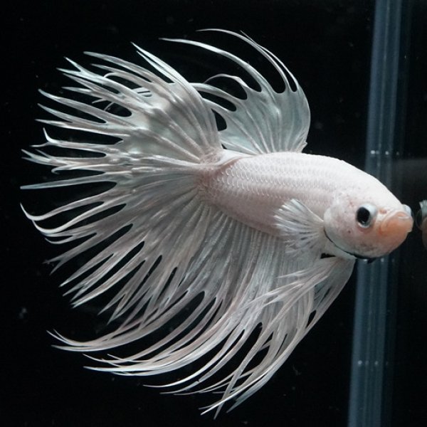 画像4: CT プラチナホワイト (4)