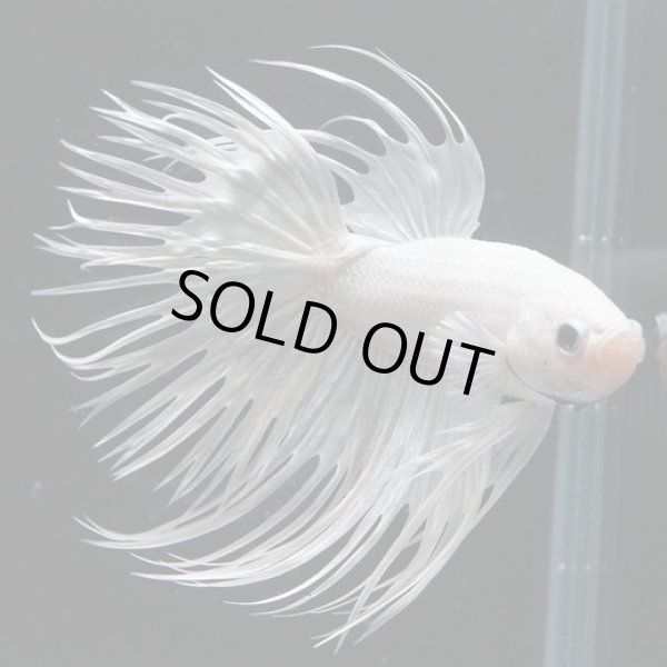 画像3: CT プラチナホワイト 上物 (3)