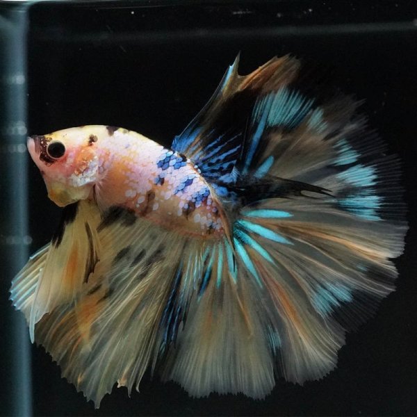 画像2: HM イエロータイガーギャラクシー (2)