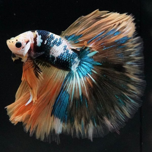 画像3: HM イエロータイガーギャラクシー (3)