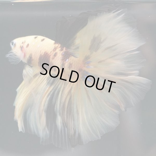 画像2: HM 鯉イエロー (2)