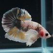 画像4: HMPK　ファンシーダンボ (4)