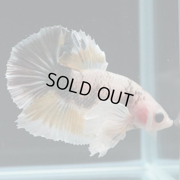 画像4: HMPK　ファンシーダンボ (4)