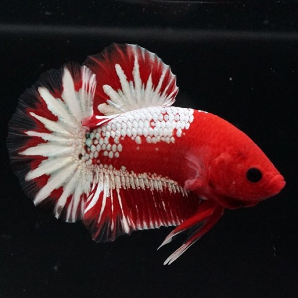 画像2: HMPK ヘルボーイ ホワイトスケール (2)