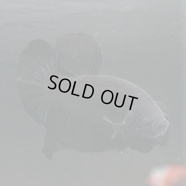 画像2: HMPK ソリッドブラック (2)