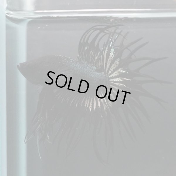 画像1: CT　ブラックカッパー (1)