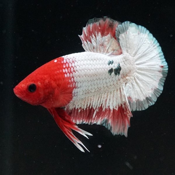 画像2: HMPK オレンジファンシー (2)