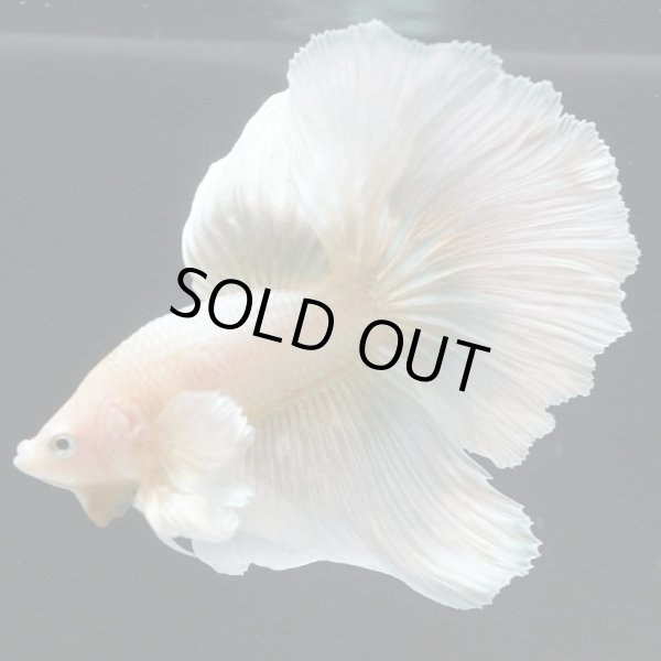 画像2: HM ゴールドダンボ (2)