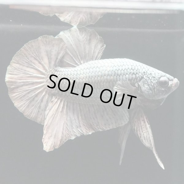 画像2: HMPK カッパー (2)