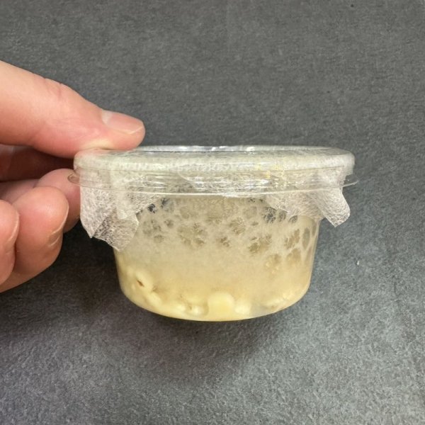 画像2: マイクロワーム　カップ (2)