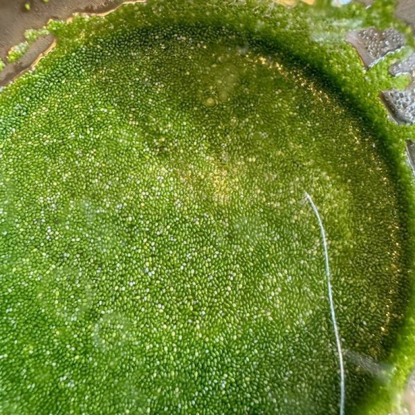 画像4: ミジンコウキクサ カップ (4)