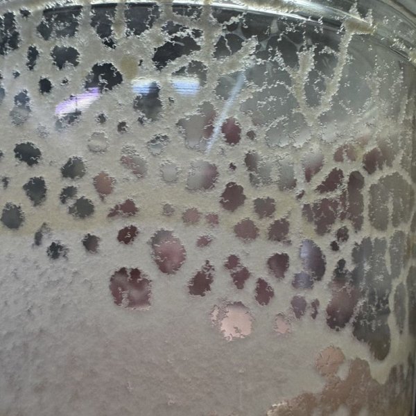 画像4: マイクロワーム　カップ (4)