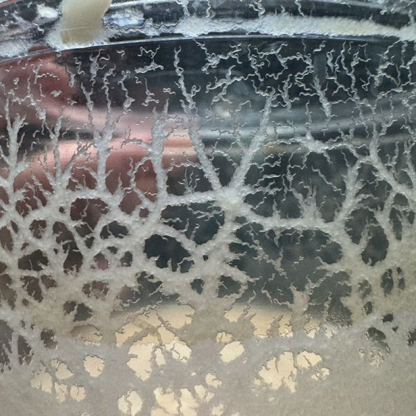 画像3: マイクロワーム　カップ (3)