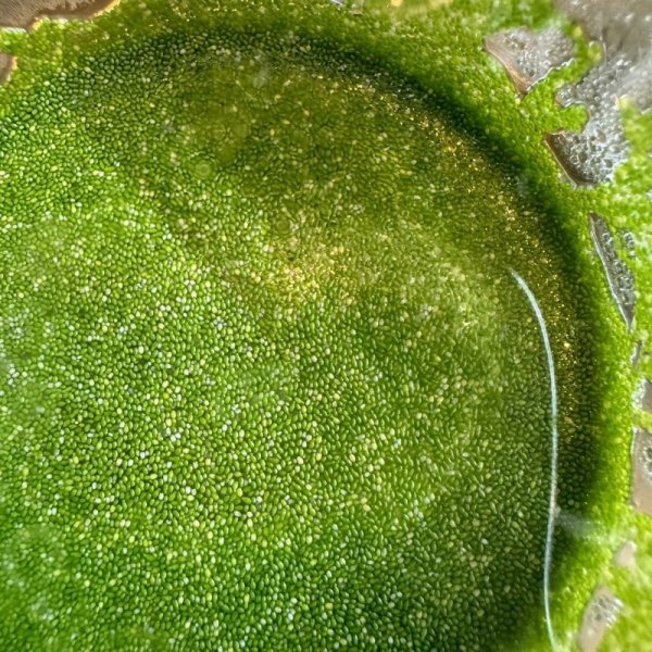 画像3: ミジンコウキクサ カップ (3)