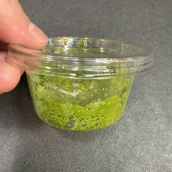 画像2: ミジンコウキクサ カップ (2)