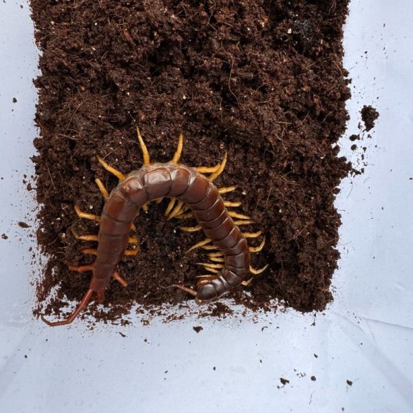 画像11: タイ産オオムカデ イエローレッグ (11)