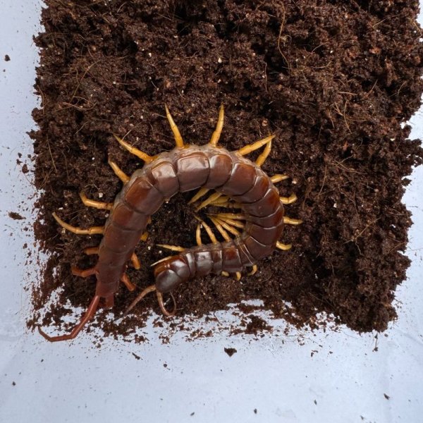 画像10: タイ産オオムカデ イエローレッグ (10)