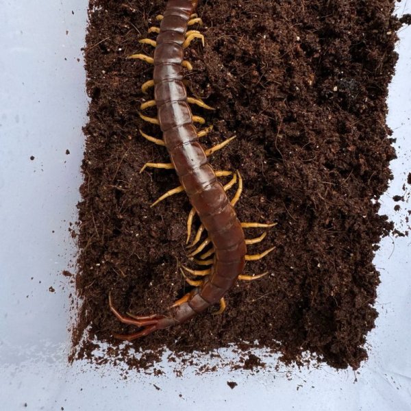 画像9: タイ産オオムカデ イエローレッグ (9)