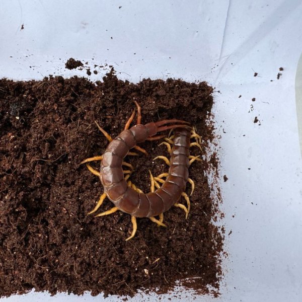 画像8: タイ産オオムカデ イエローレッグ (8)