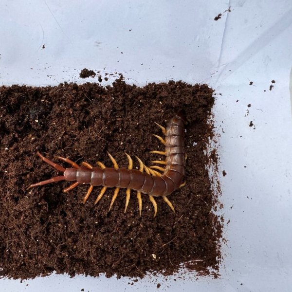 画像7: タイ産オオムカデ イエローレッグ (7)