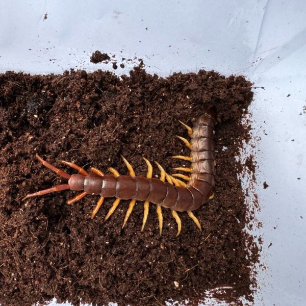 画像6: タイ産オオムカデ イエローレッグ (6)