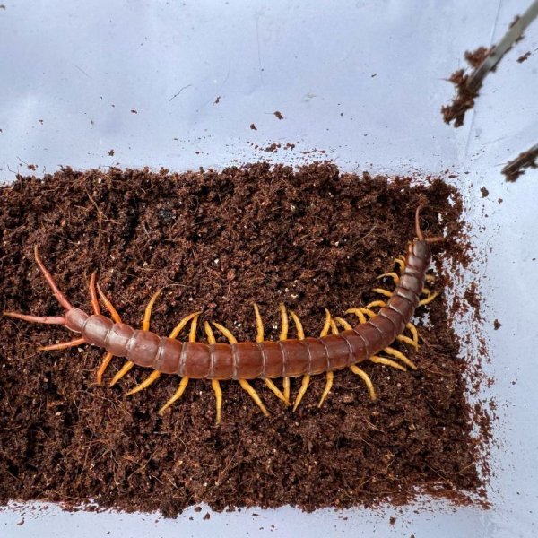 画像5: タイ産オオムカデ イエローレッグ (5)