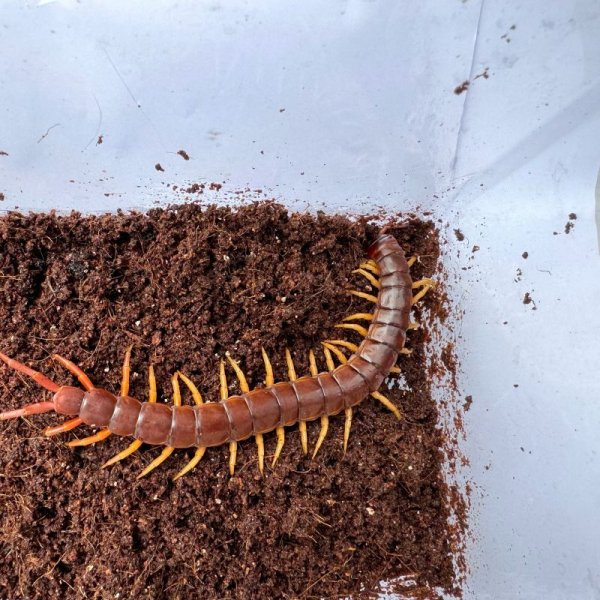 画像4: タイ産オオムカデ イエローレッグ (4)