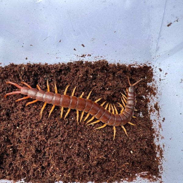 画像3: タイ産オオムカデ イエローレッグ (3)