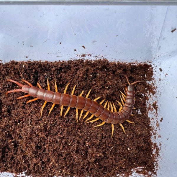 画像2: タイ産オオムカデ イエローレッグ (2)