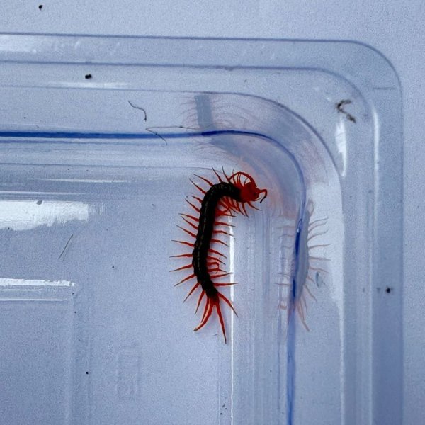 画像8: タイ産オオムカデ イエローレッグ ベビー (8)