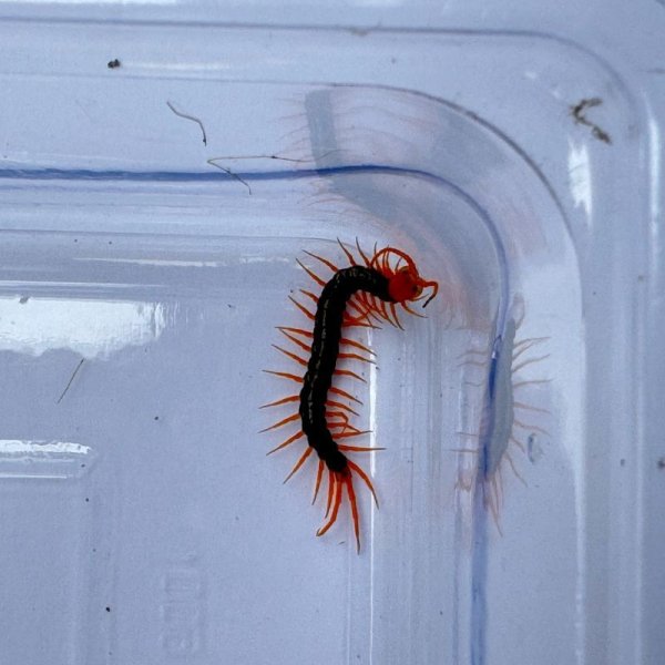 画像7: タイ産オオムカデ イエローレッグ ベビー (7)