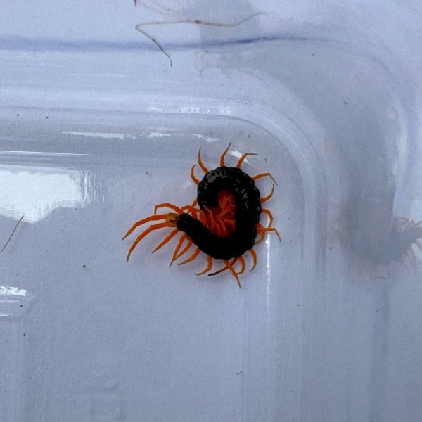 画像6: タイ産オオムカデ イエローレッグ ベビー (6)