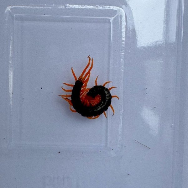 画像5: タイ産オオムカデ イエローレッグ ベビー (5)