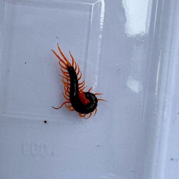 画像4: タイ産オオムカデ イエローレッグ ベビー (4)