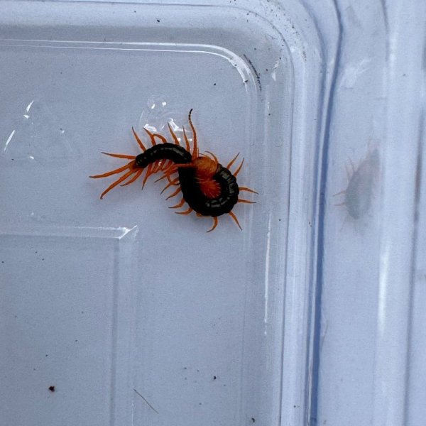 画像3: タイ産オオムカデ イエローレッグ ベビー (3)