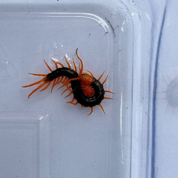 画像2: タイ産オオムカデ イエローレッグ ベビー (2)