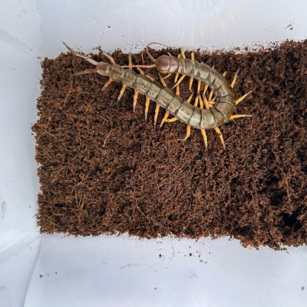 画像11: タイ産オオムカデ ブラックチップ (11)