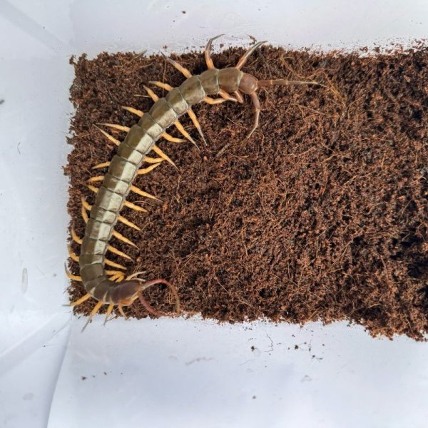 画像10: タイ産オオムカデ ブラックチップ (10)