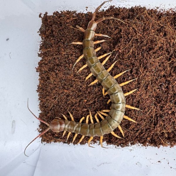 画像5: タイ産オオムカデ ブラックチップ (5)